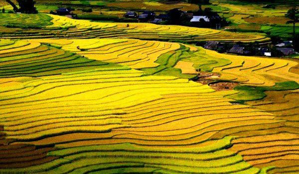 5 điểm đến ngắm ruộng bậc thang tuyệt đẹp ở Tây Bắc